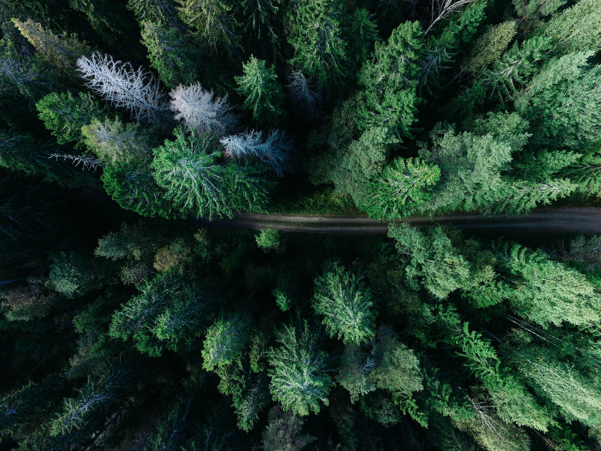 Forest Road Top View